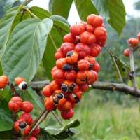 Biologisch guarana-extract met 10% cafeïne (veganistisch)