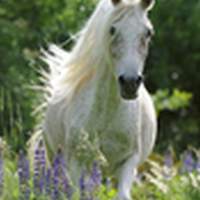 Ravensburger Jigsaw Puzzle White Mare 100 pieces